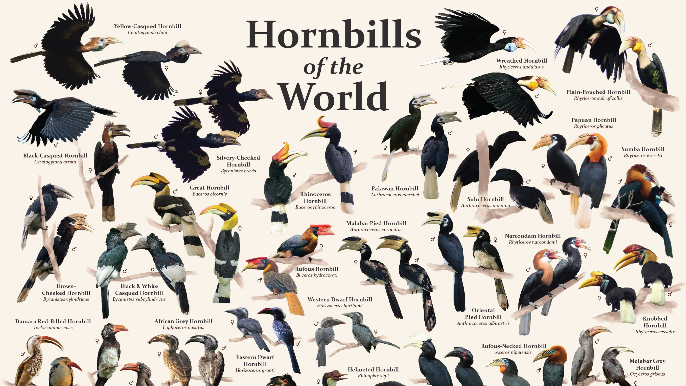 Childhood Reading Foundation